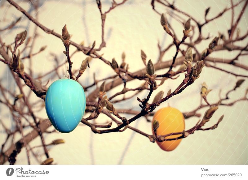 Easter in Magnolia Nature Spring Plant Tree Magnolia tree Twigs and branches Bud Warmth Blue Yellow Orange Easter egg Egg Plastic Public Holiday Colour photo