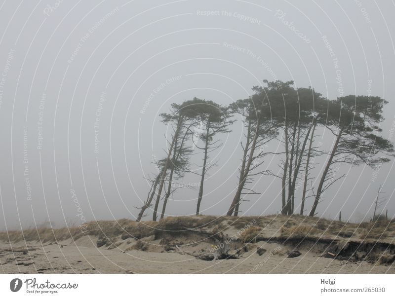 smoke plane Environment Nature Landscape Plant Sky Weather Fog Tree Grass Pine Coast Beach Baltic Sea Darss Western Beach Wind cripple Stand Growth Authentic