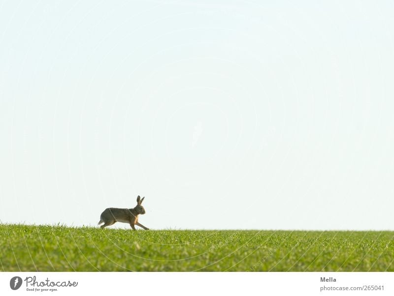 Jump, jump ... Easter Easter Bunny Environment Nature Landscape Animal Spring Grass Meadow Field Wild animal Hare & Rabbit & Bunny 1 Movement Walking Free