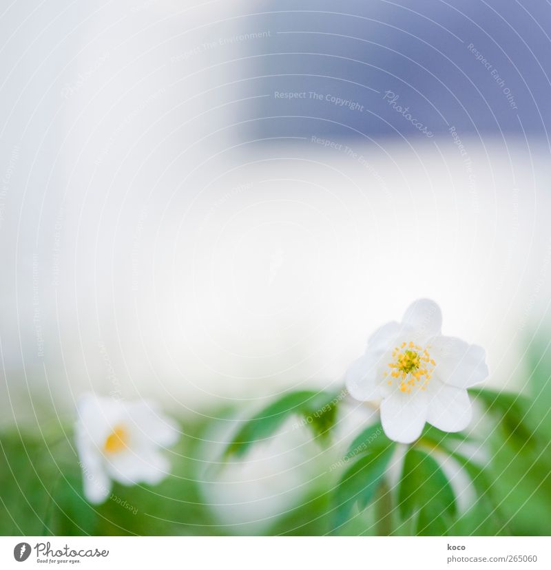 snow white Environment Nature Plant Spring Beautiful weather Flower Leaf Blossom Wood anemone Blossoming Fragrance Faded Growth Authentic Sharp-edged Simple