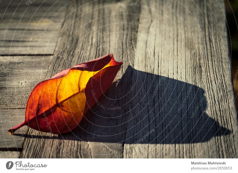 autumn leaf Environment Nature Plant Autumn Leaf Wood Old Natural Brown Yellow Gold Red Serene Calm Contentment Ease Colour photo Subdued colour Exterior shot