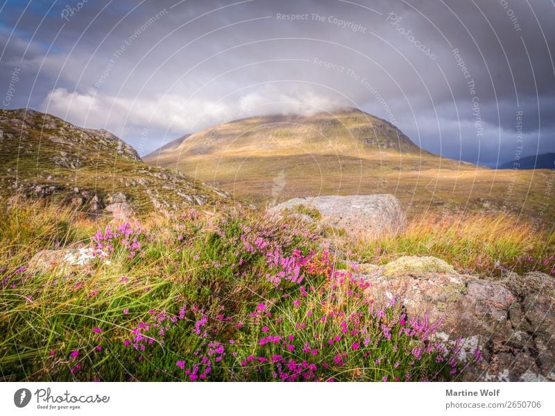 glan alba Environment Nature Landscape Clouds Flower Grass Wild plant Hill Rock Mountain Highlands Europe Scotland ferocity Colour photo Exterior shot Deserted