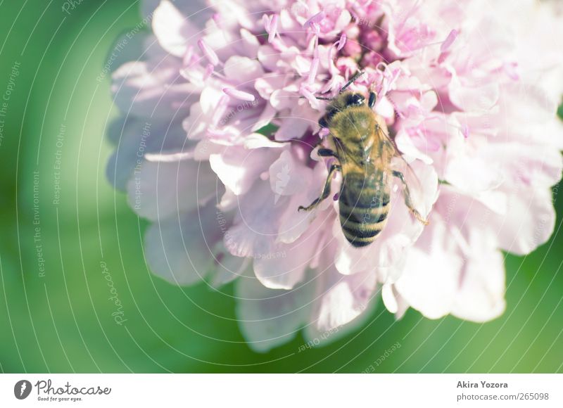 busy bee Nature Spring Summer Beautiful weather Flower Blossom Garden Animal Farm animal Bee 1 Work and employment Blossoming Natural Yellow Green Violet Pink