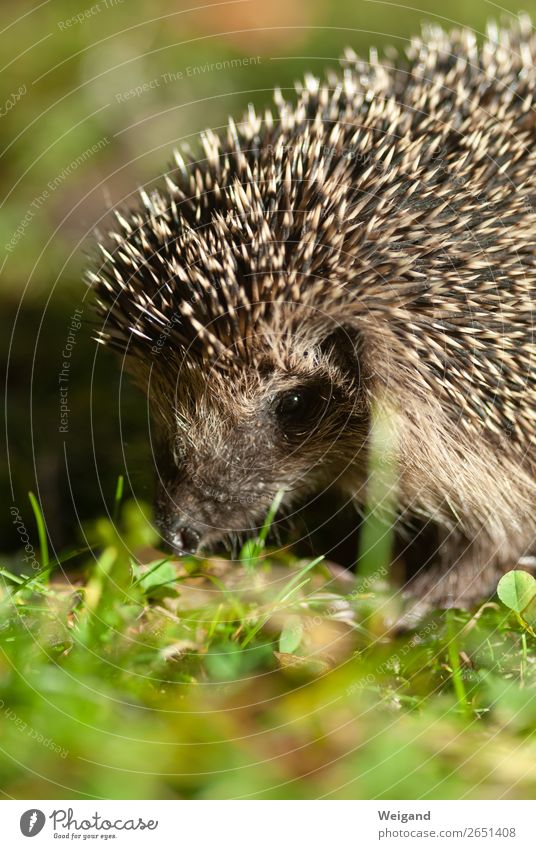 hedgehogs Eating Science & Research Kindergarten Environment Nature Animal Hedgehog 1 Feeding Autumn Spine Colour photo Copy Space bottom Shallow depth of field