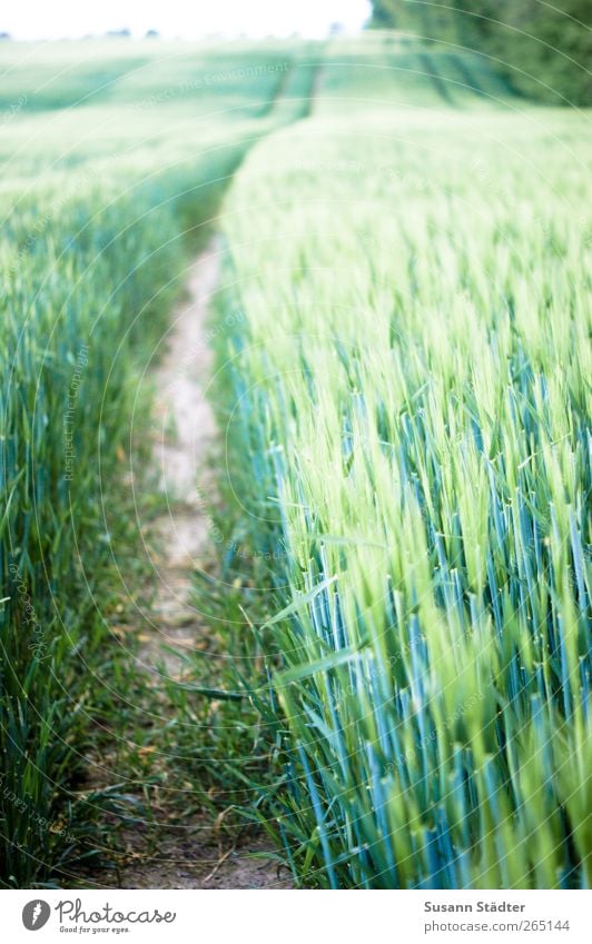 ll llll Plant Bushes Field Hill Growth Crops Cornfield Grain Grain field Agriculture Ear of corn Agricultural crop Detail Structures and shapes Day