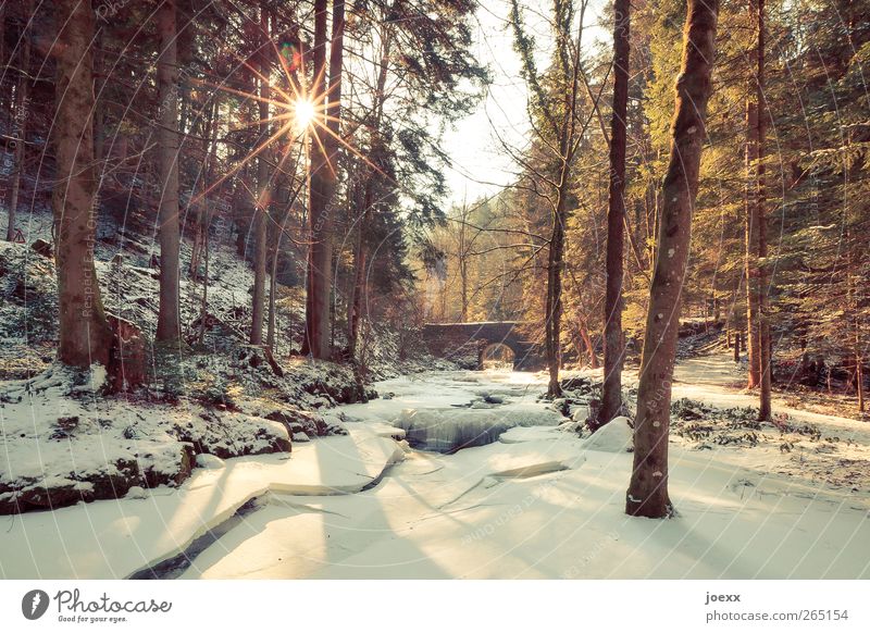 bridge Nature Sky Sun Sunlight Winter Beautiful weather Ice Frost Snow Tree Forest Brook Bridge Brown Yellow Black White Warm-heartedness Calm Idyll Cold