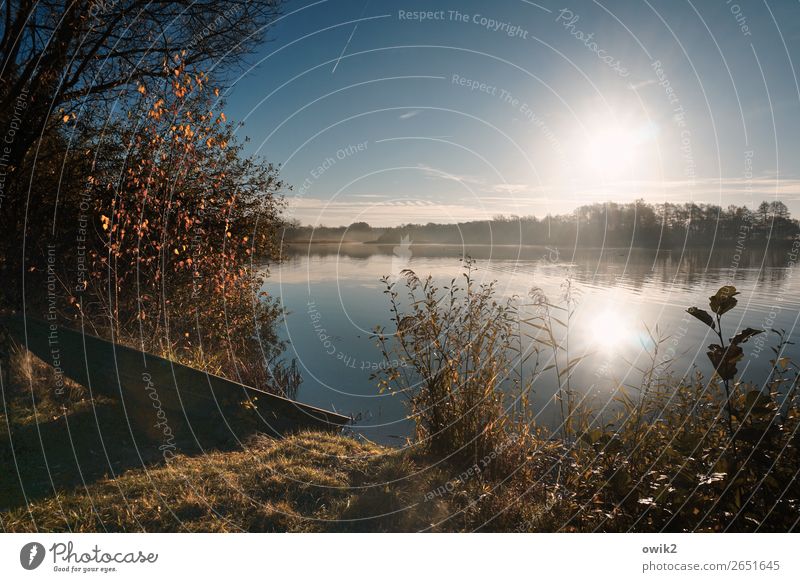 sunk Environment Nature Landscape Plant Water Cloudless sky Horizon Sun Autumn Beautiful weather Tree Bushes Leaf Wild plant Twig Blade of grass Lakeside