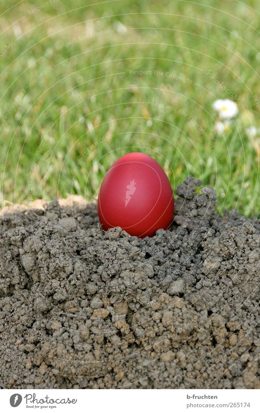Greeting from the Easter bunny Nature Beautiful weather Meadow Brown Green Easter egg nest Earth molehills Red Exterior shot Close-up Deserted Copy Space top