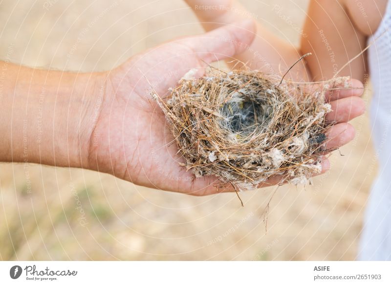 Empty nest in daddys hand Life Summer Child School Toddler Parents Adults Father Hand Nature Bird Love Small Curiosity Nest Daughter girl parenthood people kid