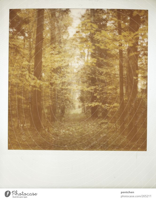 Polaroid. Forest in autumn. Nature, trees. forest path Environment Autumn conceit flaked Tree trunk Colour photo Subdued colour Exterior shot