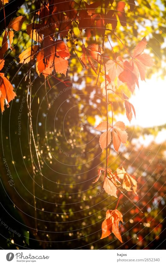 wild wine in autumn colours Nature Autumn Plant Wall (barrier) Wall (building) Pink Red Virginia Creeper colored Autumnal variegated sunny Back-light Bright