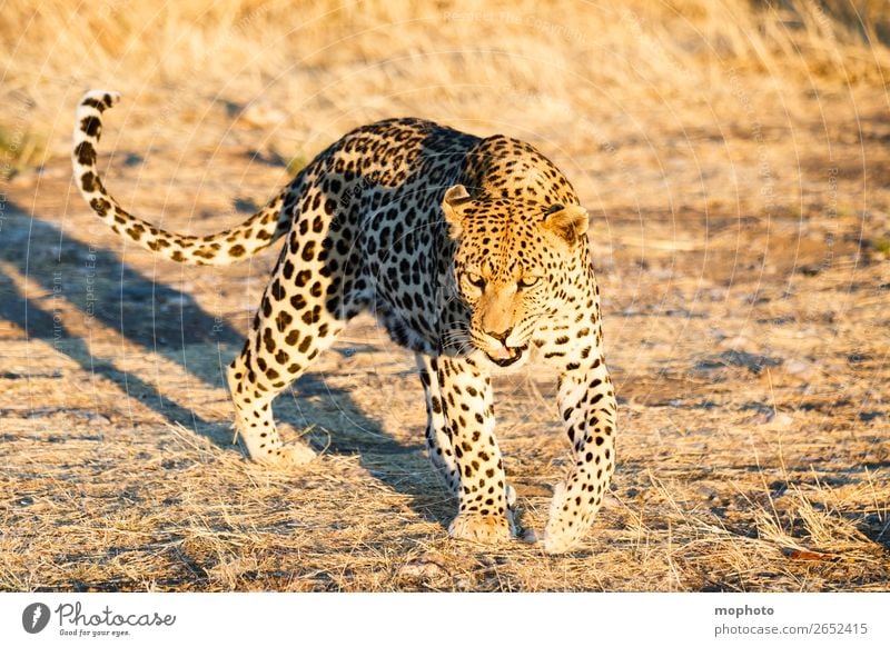 Leopard #13 Tourism Safari Nature Animal Wild animal Observe Walking Dangerous Africa Panther Namibia Big cat eye contact Cat lurked leopard skin portrait