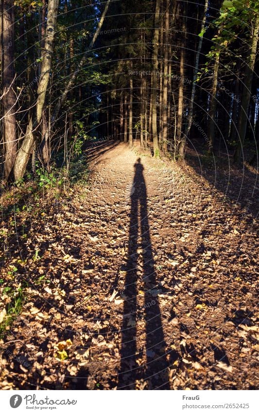 Illusion| Man with very long legs on a forest path Forest off Autumn trees Light Evening evening sunlight Human being taking a photograph Shadow