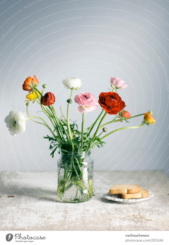 ranunculus Food Dough Baked goods zwiebac Plate Glass Decoration Work of art Still Life Flower Buttercup Bouquet Vase Wood Fresh Positive Blue Yellow Green Pink