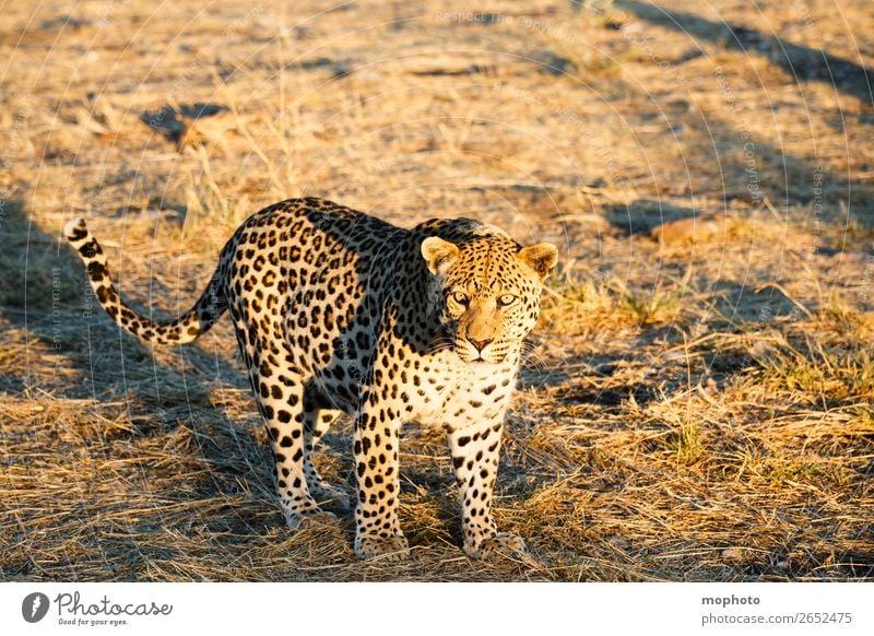 Leopard 11 Tourism Safari A Royalty Free Stock Photo From Photocase