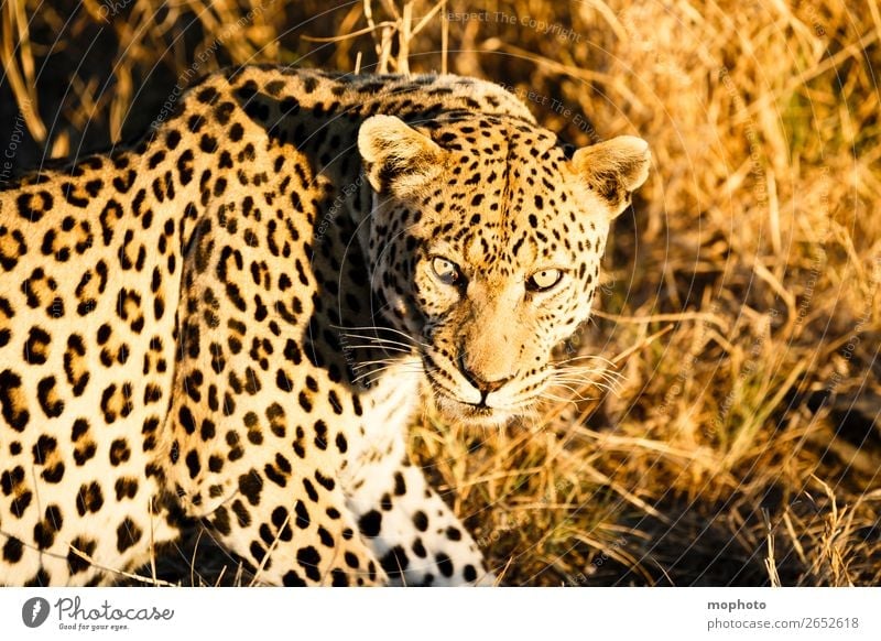 Leopard #7 Tourism Safari Nature Animal Wild animal Observe Sit Dangerous Africa Panther Namibia Big cat eye contact Cat lurked leopard skin portrait
