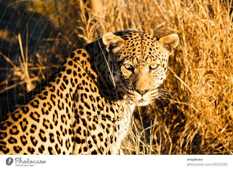 Leopard #6 Tourism Safari Nature Animal Wild animal Observe Sit Dangerous Africa Panther Namibia Big cat eye contact Cat lurked leopard skin portrait