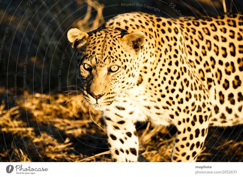 Leopard 9 Tourism Safari A Royalty Free Stock Photo From Photocase