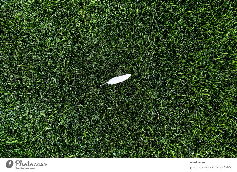 White bird feather on top of green grass Elegant Design Beautiful Decoration Wallpaper Nature Animal Fashion Fur coat Bird Swan Dark Natural Soft Pink Black