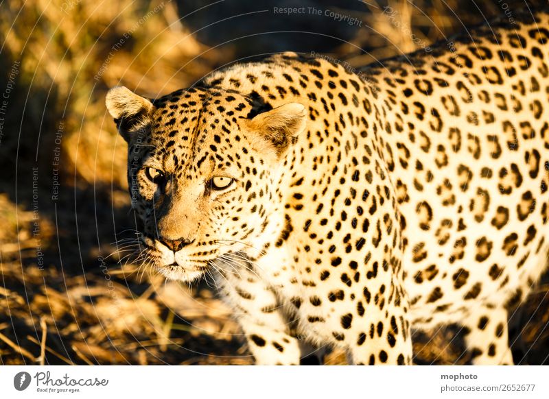 Leopard #3 Tourism Safari Nature Animal Namibia Wild animal Animal face Panther 1 Observe Dangerous Threat Vacation & Travel Africa Big cat eye contact Cat