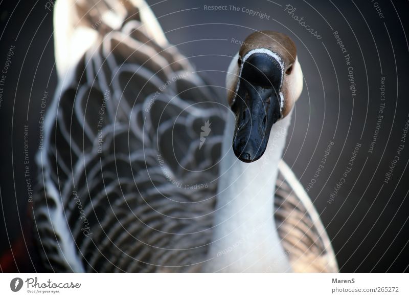 chattering goose Nature Wild animal Wing Goose 1 Animal Swimming & Bathing Free Friendliness Happy Brown Gray White Colour photo Exterior shot Close-up Day