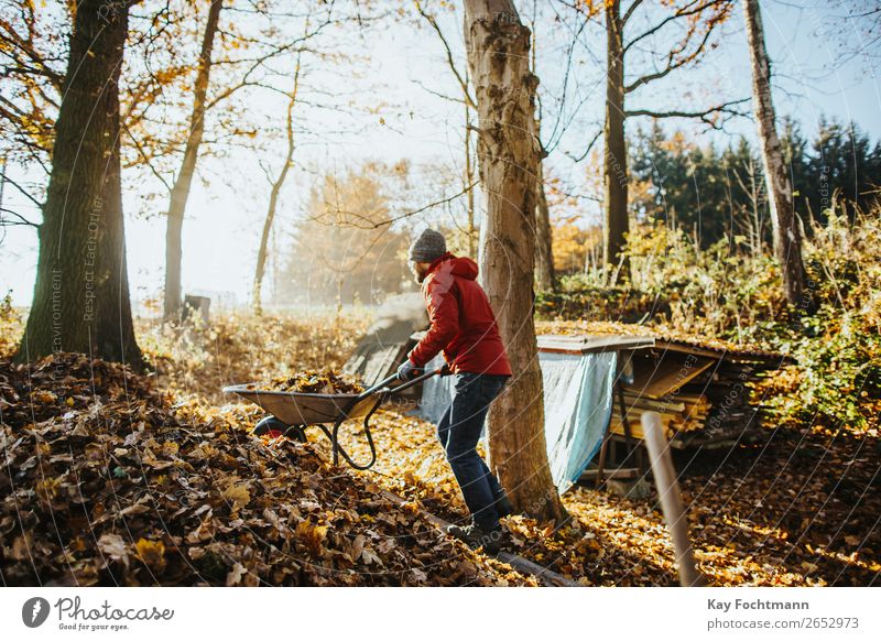 man wearing a red jacket is pushing a wheelbarrow full of leaves up a pile of foliage Wheelbarrow activity autumn backyard beanie botany cleaning cleanup fall