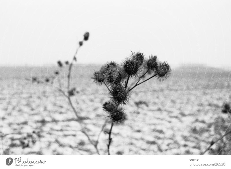 disteln* Thistle Field Winter Seasons Cold Calm Loneliness Far-off places Blur Think Nature Landscape Empty Plant ponder