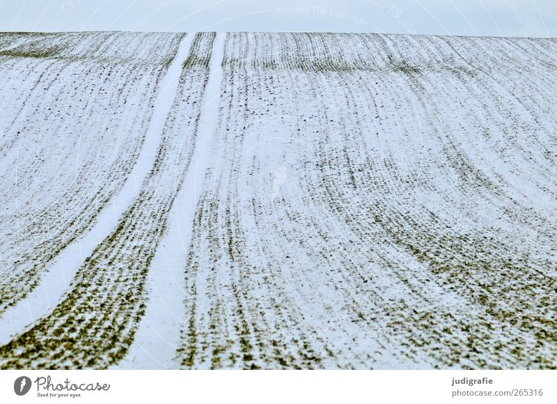 Uckermark Agriculture Forestry Environment Nature Landscape Winter Snow Field Cold Loneliness Calm Infinity Far-off places Undulation Line Tracks Colour photo