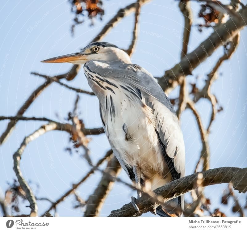 Heron in the tree Nature Animal Sky Sunlight Beautiful weather Tree Wild animal Bird Animal face Wing Claw Grey heron Beak Feather 1 Observe Relaxation Looking