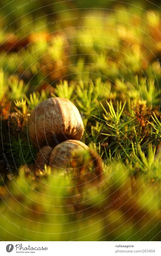 Appalachian Trail (untitled) #3 Environment Nature Earth Summer Autumn Plant Grass Moss Nut Lawn Ground Meadow Natural Brown Green Central Virginia Seed Growth