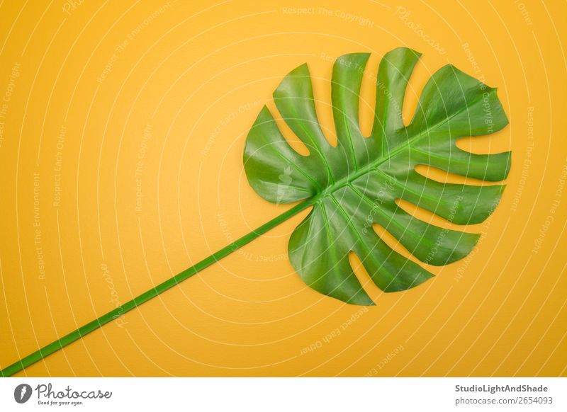 Green palm leaves on bright yellow background - a Royalty Free Stock Photo  from Photocase
