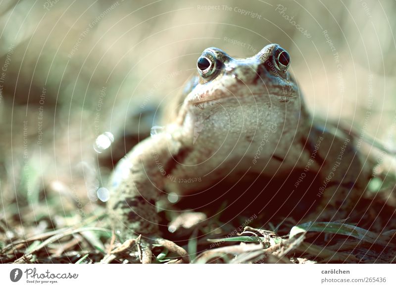 ...a prince. Animal Wild animal Frog 1 Gray Green Frog Prince Painted frog Friendliness Direct Colour photo Subdued colour Detail Copy Space left Copy Space top