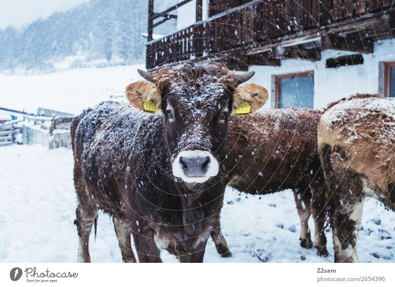 Calf in winter Nature Landscape Winter Bad weather Snow Cow Herd Looking Stand Natural Cute Contentment Curiosity Interest Vacation & Travel Serene Society