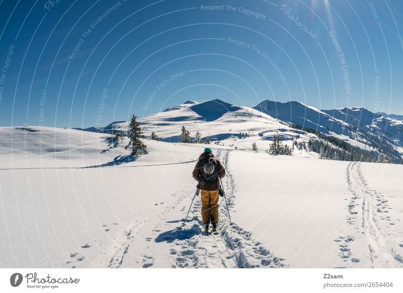 Tourers. Freeriders. Trip Mountain Hiking Winter sports Skiing Nature Landscape Cloudless sky Beautiful weather Snow Alps Going Tall Cold Blue Adventure