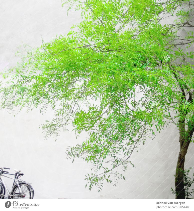 it's so green. Environment Nature Spring Plant Tree Foliage plant House (Residential Structure) Green White "tree trunk Bicycle Wall (building) Concrete