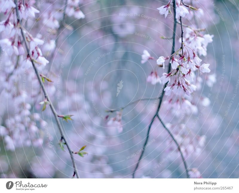 dreams in pastel Senses Garden Nature Plant Spring Tree Bushes Leaf Blossom Park Blossoming Fragrance Growth Esthetic Blue Pink Spring fever Beginning Idyll