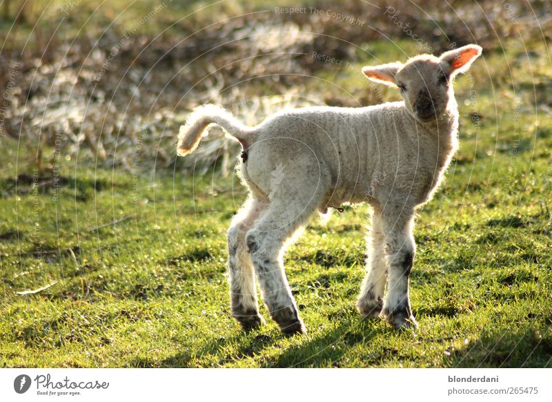 "Dolly" Sausage Hair and hairstyles Athletic Environment Spring Meadow Field White-haired Pet Farm animal Sheep Lamb 1 Animal Baby animal Stand Cuddly Thin