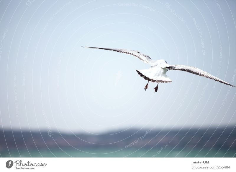 Lightheartedness. Animal Adventure Flying Ocean Coast Floating Sea bird Seagull Gull birds Bird Bird's-eye view Far-off places Horizon Wing Hover Wind Idyll