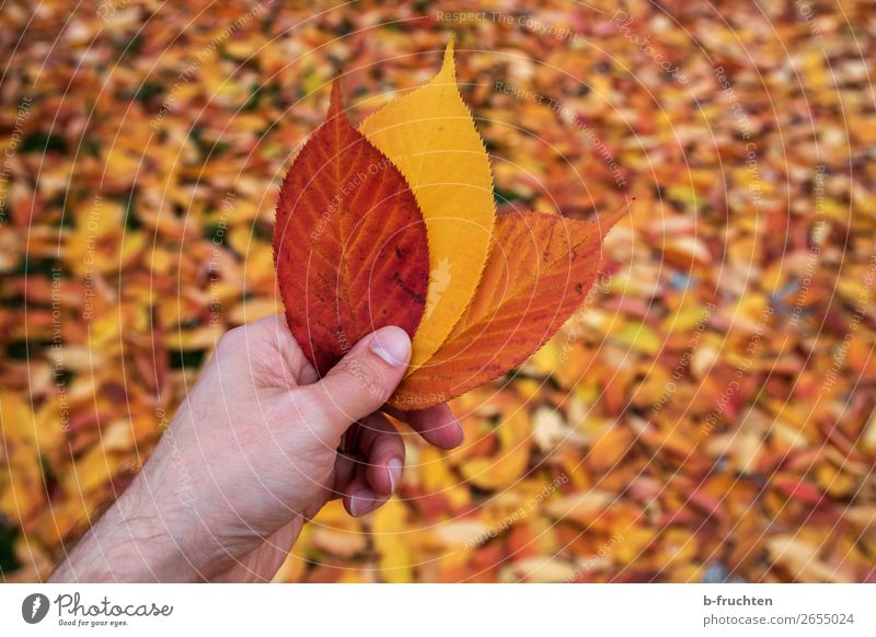 autumn leaves Harmonious Relaxation Hand Fingers Nature Earth Autumn Leaf Garden Park Select To hold on Brown Orange Change Autumn leaves Autumnal