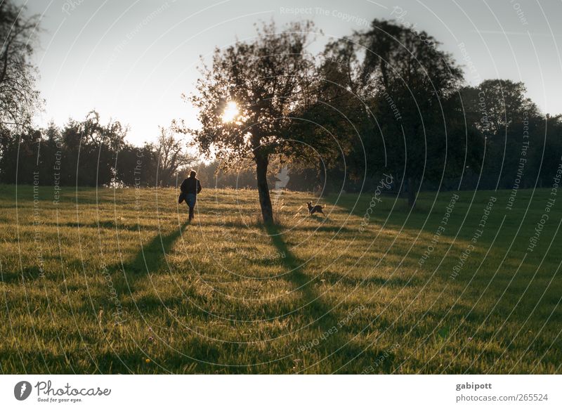 evening Environment Nature Landscape Plant Sunrise Sunset Autumn Beautiful weather Flower Grass Agricultural crop Meadow Field Hill Fragrance Natural Green