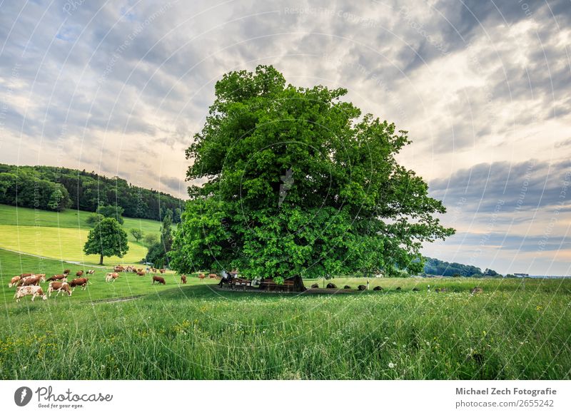 Amazing old linden tree under spectacular sky hdr Beautiful Summer Sun Nature Landscape Plant Sky Clouds Tree Grass Leaf Meadow Street Lanes & trails Old Fresh
