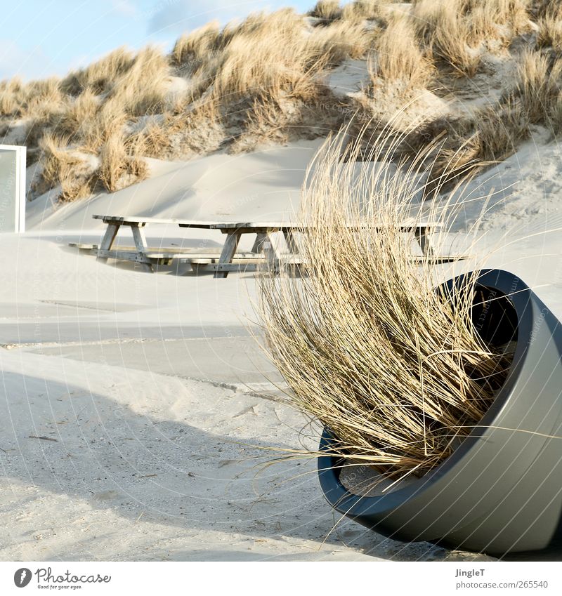wind misalignment Vacation & Travel Trip Beach Ocean Island Environment Nature Landscape Plant Sand Bushes Beach dune Marram grass North Sea North Sea Islands