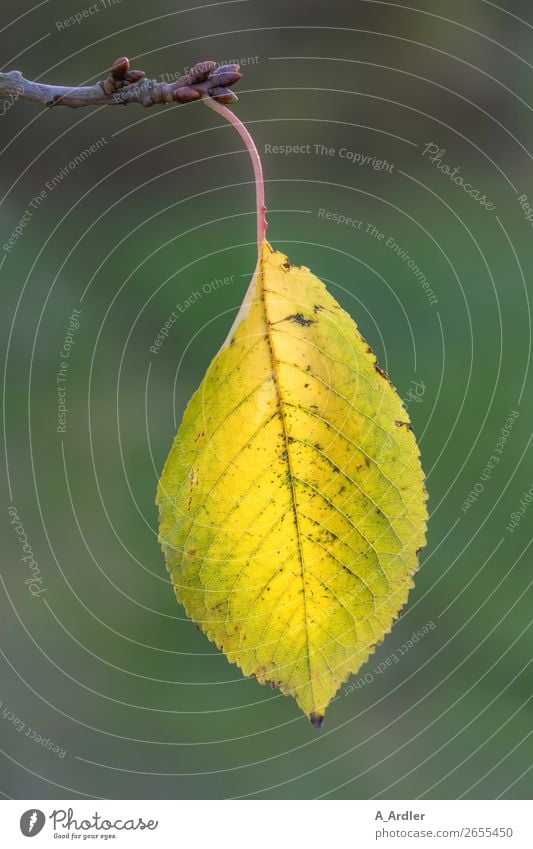 autumn leaf Nature Plant Autumn Leaf Foliage plant Agricultural crop Wild plant Branch Twigs and branches Garden Park Forest Hang Near Yellow Green Rachis