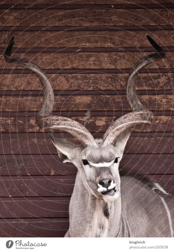 screwed Animal Zoo Antelope Antlers 1 Lie Looking Brown Gray Colour photo Subdued colour Exterior shot Deserted Copy Space top Day Animal portrait