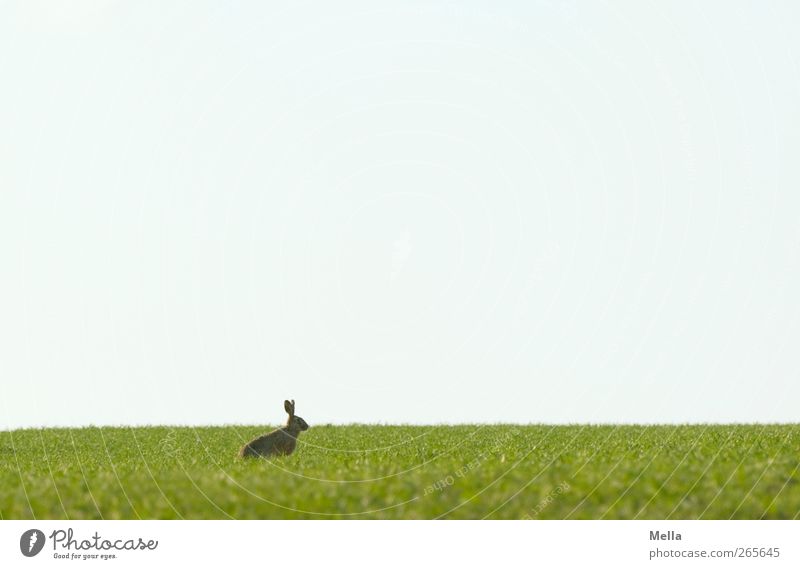 Last Rabbit standing Easter Easter Bunny Environment Nature Landscape Animal Spring Meadow Field Wild animal Hare & Rabbit & Bunny 1 Crouch Looking Sit Free