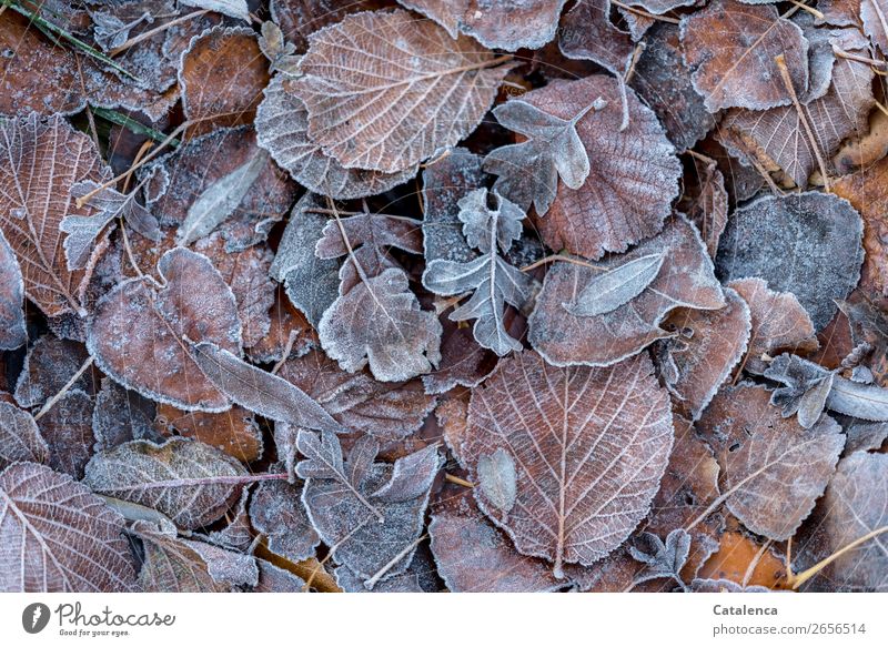 Hoarfrost covers the leaves on the ground Nature Plant Winter Ice Frost Leaf Garden Forest Hoar frost Freeze Cold Brown Orange Silver Calm Seasons