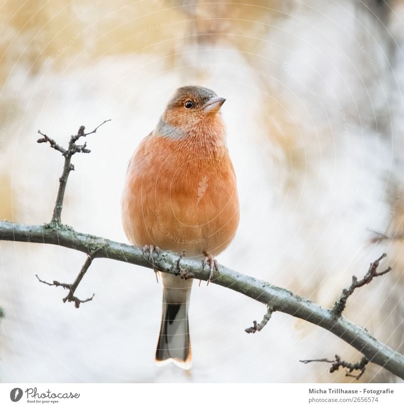 Bookfinch in the evening light Nature Animal Sunlight Beautiful weather Tree Wild animal Bird Animal face Claw Chaffinch Finch Metal coil Beak 1 Observe