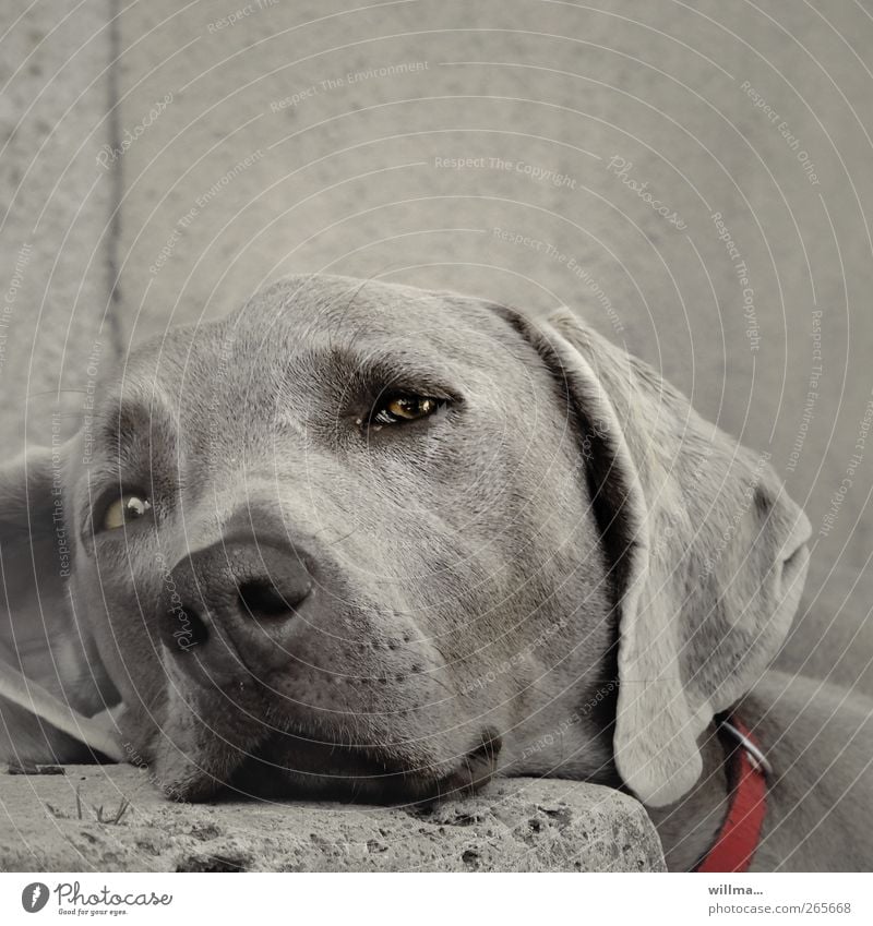 Dog sleepily leans his head on a stone and watches. Weimaraner Animal Pet Animal face Pelt Dog's snout Puppydog eyes Dog's head Dog collar Stairs Stone Observe