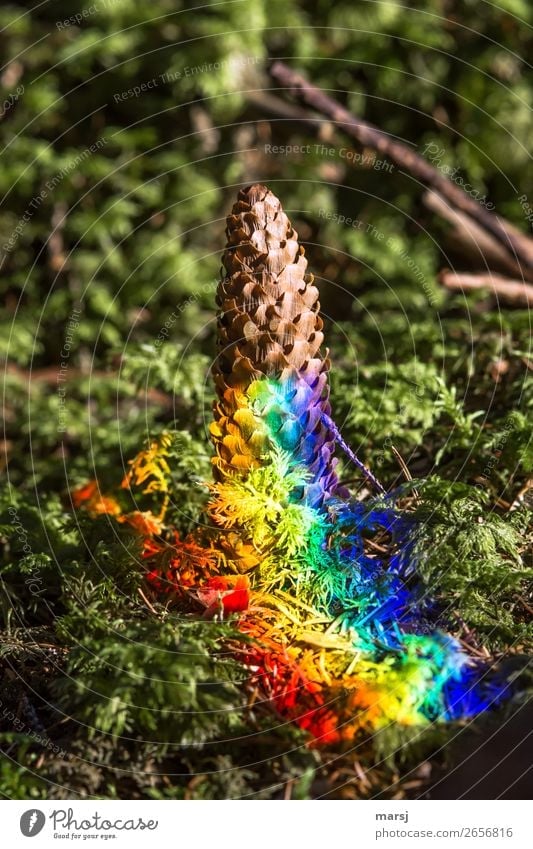 Junk pointless. Nature Autumn Moss Spruce cone Cone Sign Illuminate Stand Rebellious Trashy Peace Prismatic colors Gaudy Multicoloured Strange Refraction Flake