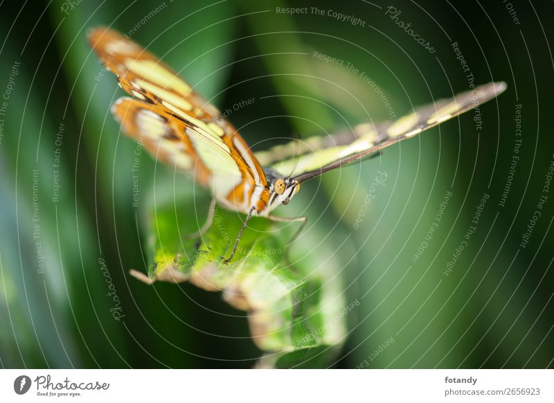 Front view of Siproeta stelenes near_Malachite butterfly Nature Animal Wild animal Butterfly Wing 1 Thin Multicoloured Yellow Green Frontal Insect